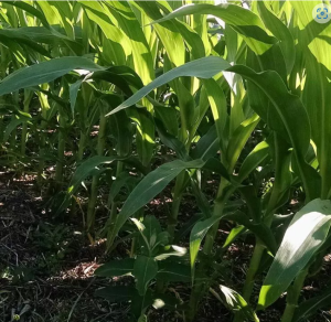 Wisconsin soaked, but cautiously optimistic about summer ahead